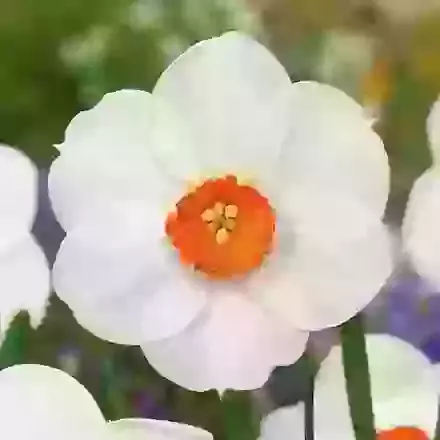 Woodland Star